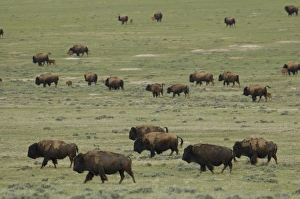 Images Dated 16th May 2005: USA, North America, Wyoming