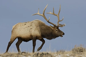 USA, North America, Wyoming