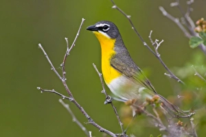 USA, North America, Wyoming