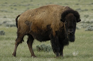 Images Dated 16th May 2005: USA, North America, Wyoming