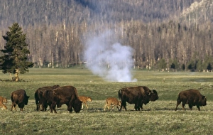 USA, North America, Wyoming