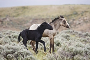 Images Dated 6th June 2009: USA, North America, Wyoming