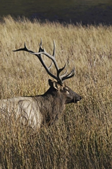 USA, North America, Wyoming