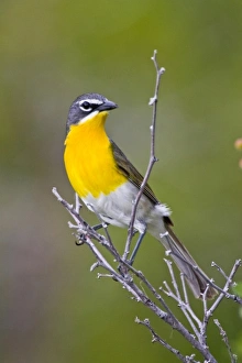USA, North America, Wyoming