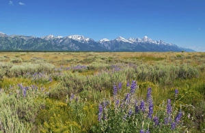 Images Dated 2028 August: USA, North America, Wyoming