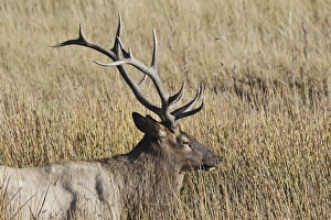 USA, North America, Wyoming