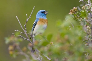 USA, North America, Wyoming