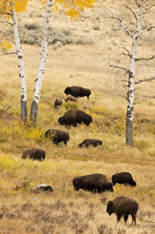 Images Dated 3rd October 2008: USA, North America, Wyoming