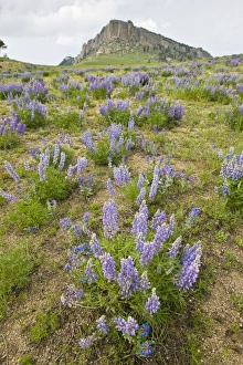 USA, North America, Wyoming