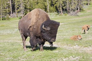 Images Dated 19th June 2008: USA, North America, Wyoming