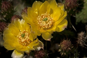 Images Dated 15th July 2009: USA, North America, Wyoming