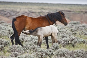 Images Dated 6th June 2009: USA, North America, Wyoming