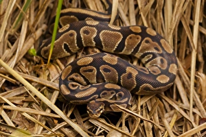 Images Dated 26th April 2012: USA, North Carolina. Ball python in dried grass