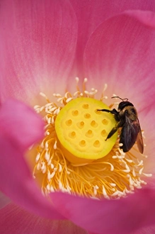 Cycle Of Life Prints: USA; North Carolina; Bee on the center of a lotus blossum