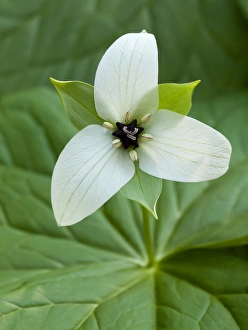 North Carolina Prints: USA, North Carolina, Blue Ridge Parkway, White trillium blooming