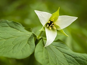 Images Dated 1st May 2010: USA, North Carolina, Blue Ridge Parkway, White trillium blooming