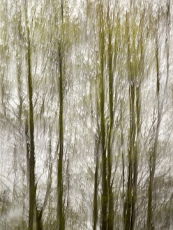 Images Dated 3rd May 2010: USA, North Carolina, Blue Ridge Parkway, Abstract of trees created by moving camera