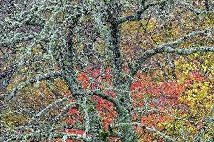 Lichen Prints: USA, North Carolina, Blue Ridge Parkway