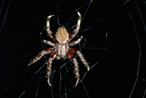 USA, North Carolina, Burlington, Barn Spider (Araneus cavaticus)