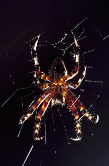 Mullins Beach Prints: USA, North Carolina, Burlington, Barn Spider (Araneus cavaticus)