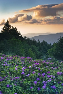 Images Dated 18th June 2008: USA, North Carolina. Catawba rhododendrons in mountains