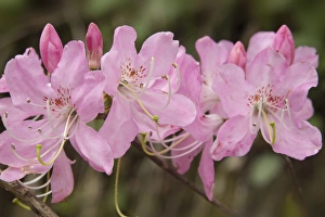 Images Dated 5th May 2015: USA, North Carolina. Close-up of catawba rhododendron flowers