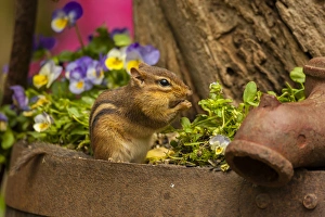 Chipmunk Prints: USA, North Carolina. Close-up of eastern chipmunk