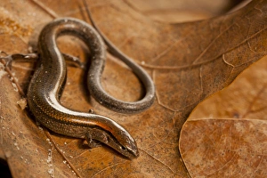 Carolina Prints: USA, North Carolina. Close-up of ground skink
