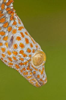 Carolina Prints: USA, North Carolina. Close-up of tokay geckos head