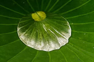 Images Dated 7th July 2006: USA; North Carolina; Dew in the center of lotus leaf