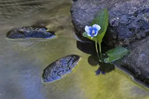 Images Dated 25th April 2009: USA, North Carolina. Early spring flower grows from stream next to rocks