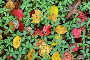 North Carolina Prints: USA, North Carolina. Fall leaves close-up