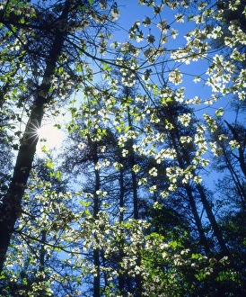 High Prints: USA; North Carolina; Flowering Dogwood Trees in Fall Creek Falls State Park