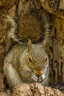 Squirrel Prints: USA, North Carolina. Gray squirrel eating
