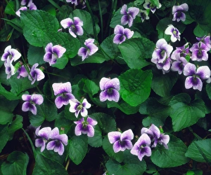 Images Dated 6th May 2014: USA; North Carolina; Great Smoky Mountain National Park. A Wildflowers in the forest