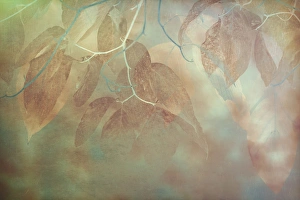 Painterly Prints: USA, North Carolina, Great Smoky Mountains. Impressionistic detail of fall leaves