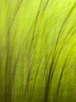 Images Dated 2nd May 2010: USA, North Carolina, Great Smoky Mountains National Park, Abstract of trees created