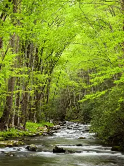 USA, North Carolina, Great Smoky Mountains National Park, Straight Fork flows through