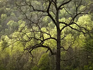 Images Dated 2nd May 2010: USA, North Carolina, Great Smoky Mountains National Park, Dawns early light
