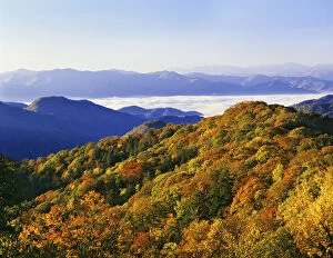 Images Dated 13th August 2007: USA, North Carolina, Great Smoky Mountains National Park. Forest in autumn color