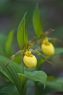 Images Dated 26th April 2009: USA, North Carolina, Great Smoky Mountains National Park. Yellow ladys slipper flowers