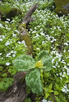 USA, North Carolina, Great Smoky Mountains National Park. Trillium flowers growing out of log