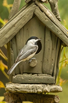 Images Dated 22nd April 2014: USA, North Carolina, Guilford County. Carolina chickadee at birdhouse. Credit as