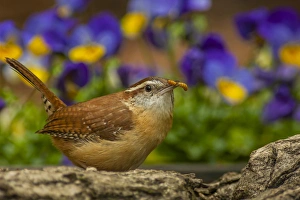 Guilford County Prints: USA, North Carolina, Guilford County. Carolina wren eating worm