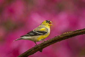 Images Dated 22nd April 2014: USA, North Carolina, Guilford County. American goldfinch singing