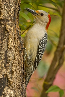 USA, North Carolina, Guilford County. Red-bellied woodpecker on tree