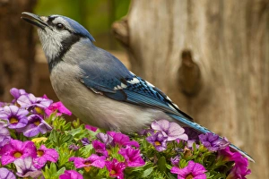 Images Dated 25th April 2014: USA, North Carolina, Guilford County. Close-up of blue jay