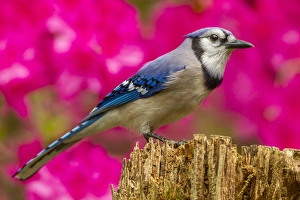 Images Dated 25th April 2014: USA, North Carolina, Guilford County. Close-up of blue jay