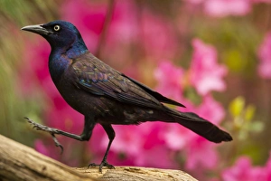 USA, North Carolina, Guilford County. Close-up of common grackle