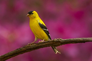 USA, North Carolina, Guilford County. Close-up of American goldfinch